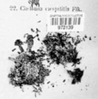 Image of Cladonia caespiticia